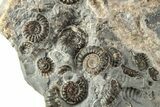 Ammonite (Promicroceras) Cluster - Marston Magna, England #216622-2